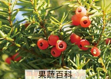 红豆杉的养殖方法  红豆杉怎么养