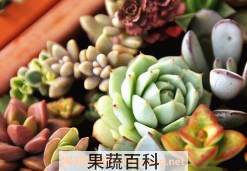 多肉植物怎么养 多肉植物养殖方法