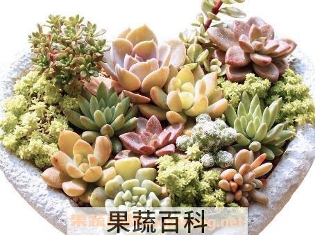多肉植物怎么养 多肉植物养殖方法