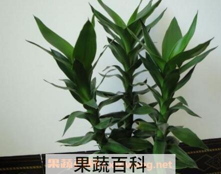  富贵竹的养殖方法 怎么水养富贵竹