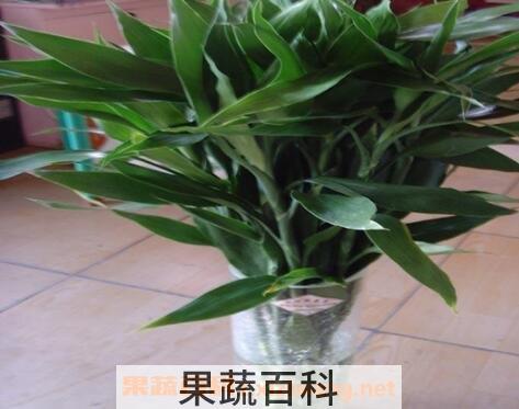  富贵竹的养殖方法 怎么水养富贵竹