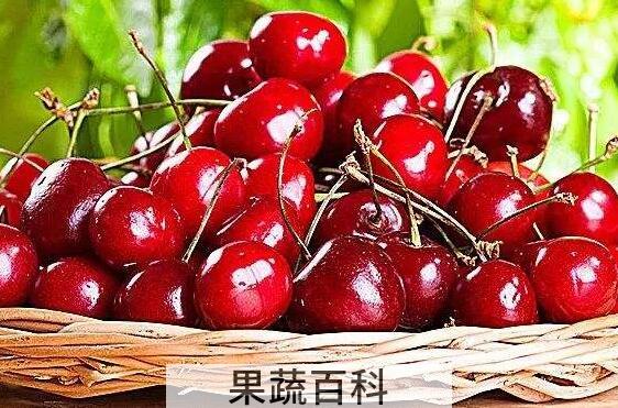 黑樱桃和樱桃的区别