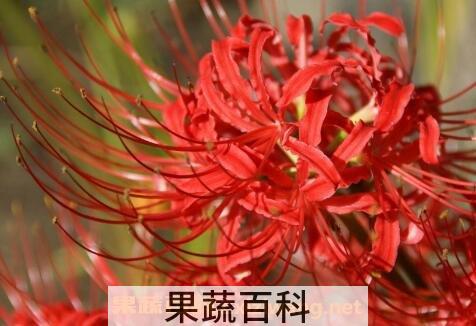 彼岸花的养殖方法和注意事项