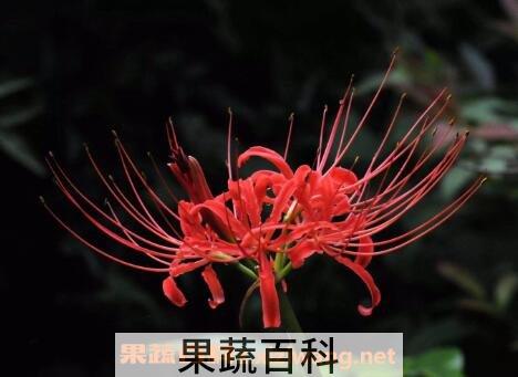 彼岸花的养殖方法和注意事项