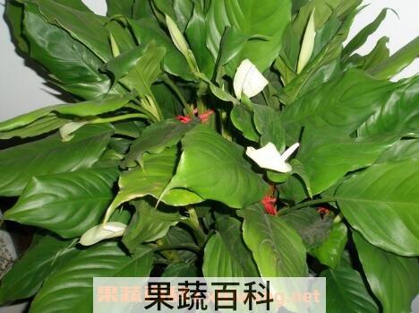 万年青叶子发黄怎么办