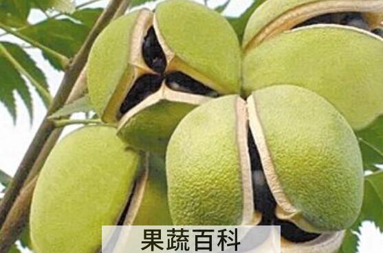 文冠果的功效与作用 文冠果种子怎么吃