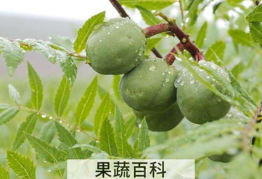文冠果的功效与作用 文冠果种子怎么吃