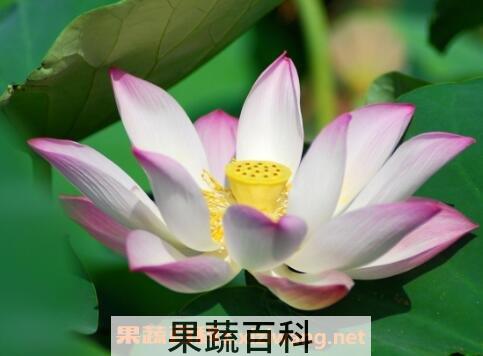  荷花与莲花有什么区别