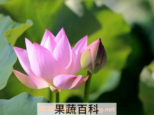  荷花与莲花有什么区别