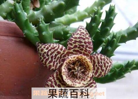 杂色豹皮花养殖方法和注意事项