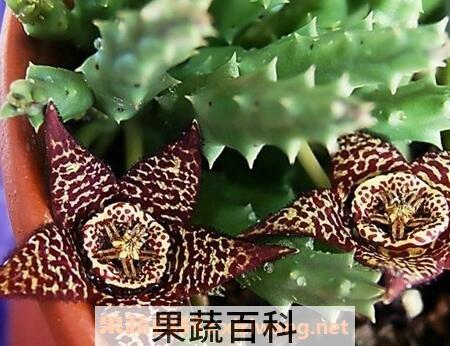杂色豹皮花养殖方法和注意事项
