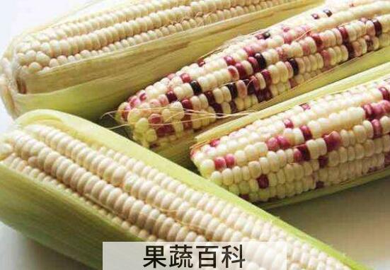 吃糯玉米的好处与坏处 糯玉米的禁忌