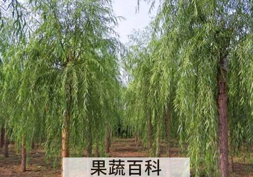 柳尖泡茶的功效与作用