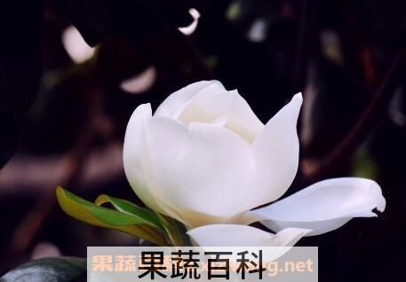 白玉兰花的养殖方法