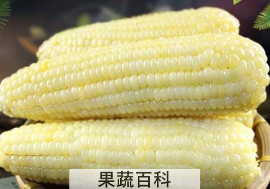 粘玉米的功效与作用 吃粘玉米的好处