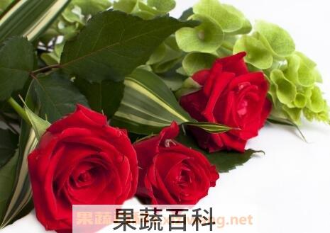 玫瑰花如何保鲜