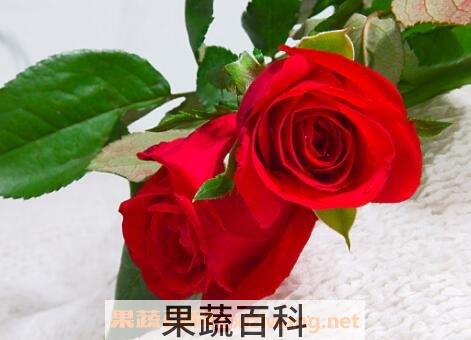 玫瑰花如何保鲜
