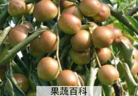 藤枣的功效与作用