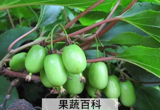 藤枣的功效与作用