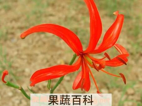 山丹丹花的养殖方法和注意事项