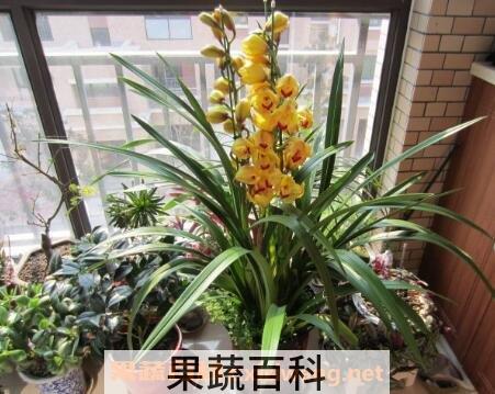 大花蕙兰的养殖方法和注意事项