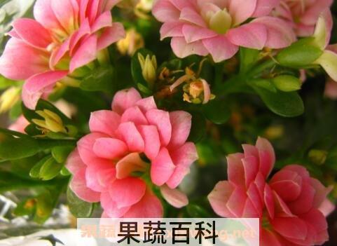 长寿花养殖方法和注意事项