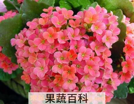 长寿花养殖方法和注意事项