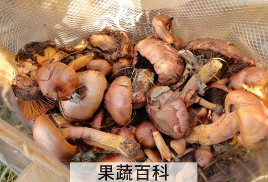 松蘑和什么吃相克 松蘑相克的食物有哪些