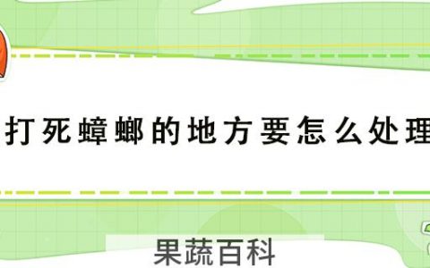 打死蟑螂的地方要怎么处理