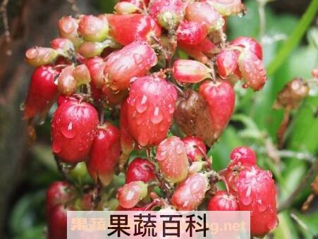 毛灯笼花的养殖方法和注意事项