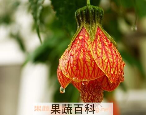 毛灯笼花的养殖方法和注意事项