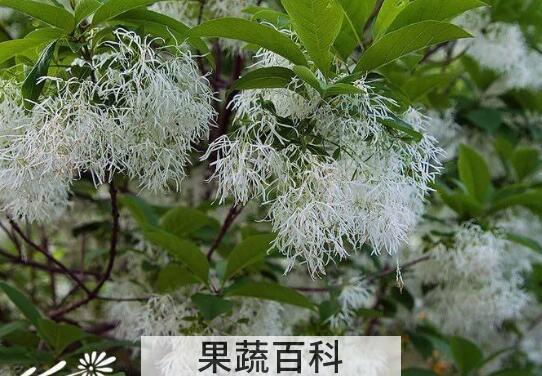 流苏茶的功效与作用