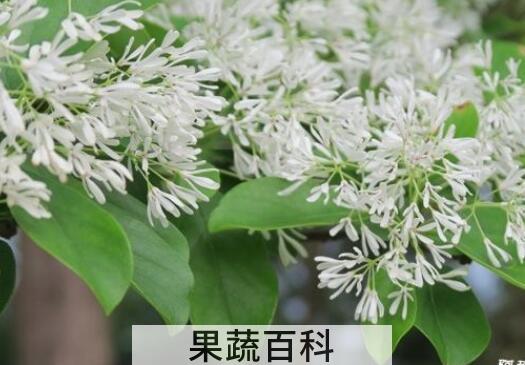 流苏茶的功效与作用