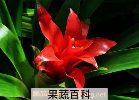 凤梨花的养殖方法 凤梨花怎么养好