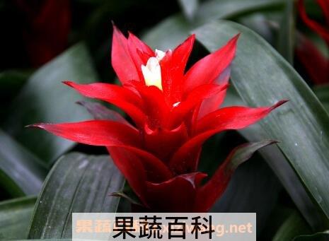 凤梨花的养殖方法 凤梨花怎么养好