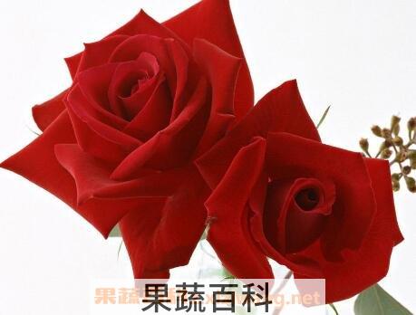 乌丹玫瑰花与普通玫瑰的区别