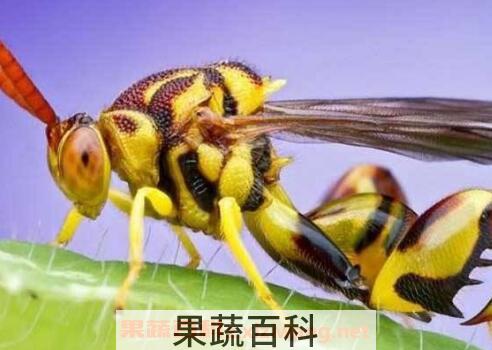 被马蜂蛰了怎么办 被马蜂蛰了怎么处理