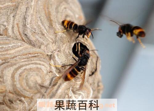 被马蜂蛰了怎么办 被马蜂蛰了怎么处理