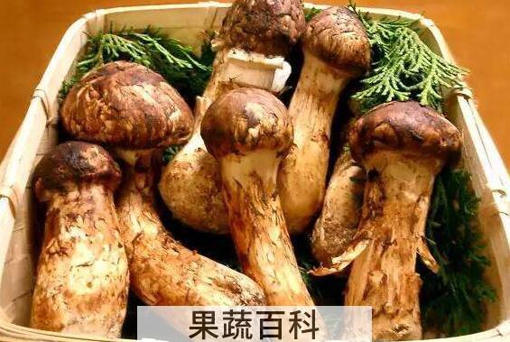 新鲜松茸菇的功效与作用