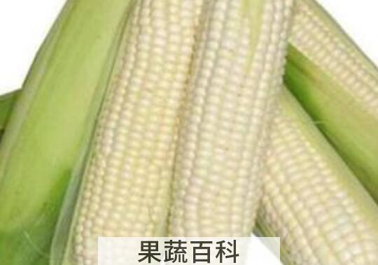 白糯玉米的功效与作用