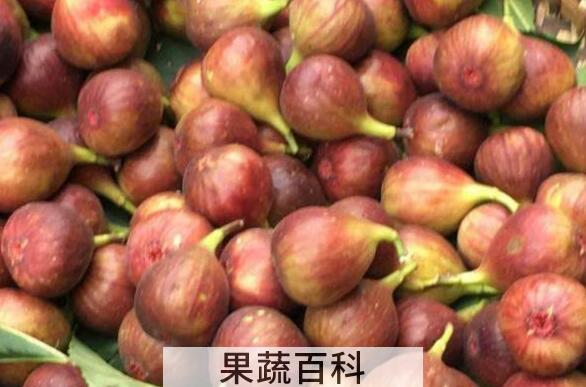 无花果皮的功效与作用