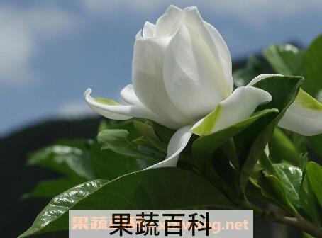 栀子花的养殖方法 栀子花怎么养好