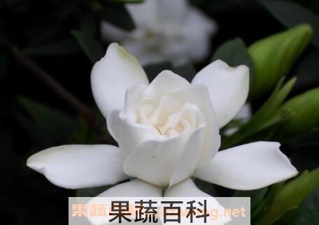 栀子花的养殖方法 栀子花怎么养好
