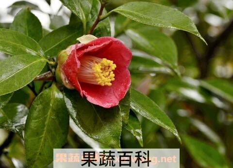 茶花的养殖方法 养殖茶花的注意事项
