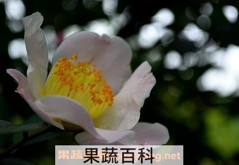茶花的养殖方法 养殖茶花的注意事项