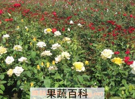无刺玫瑰花怎么种植