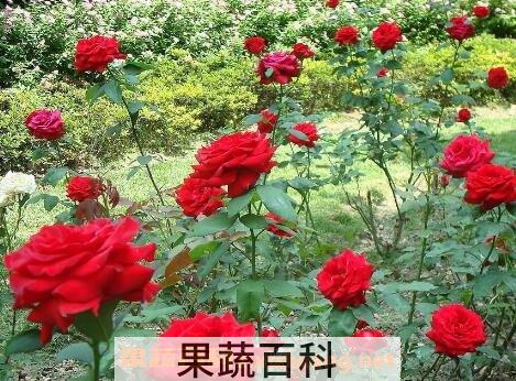 无刺玫瑰花怎么种植