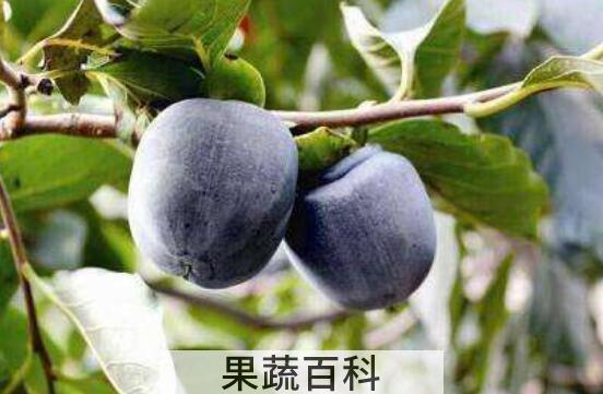 野生黑柿子功效与作用有哪些