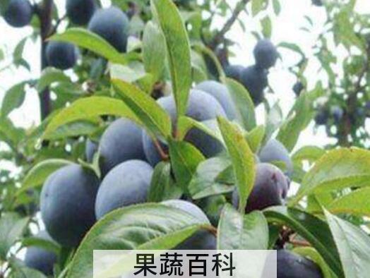 野生黑柿子功效与作用有哪些