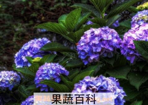 绣球花的养殖方法与注意事项